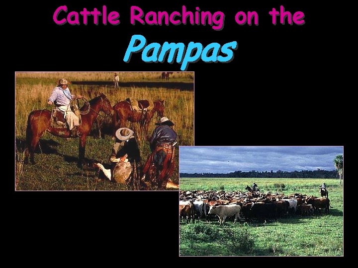 Cattle Ranching on the Pampas 