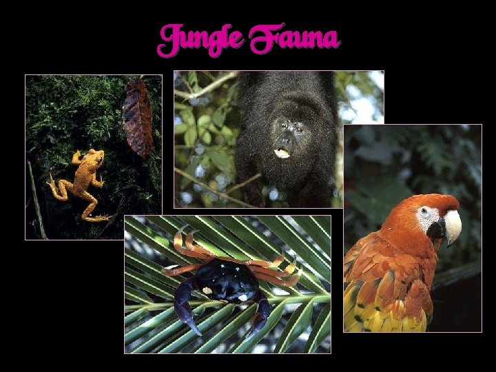 Jungle Fauna 