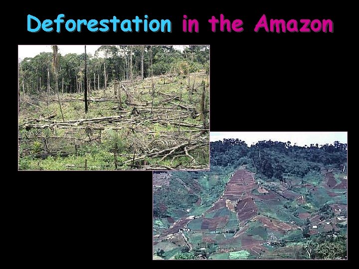 Deforestation in the Amazon 