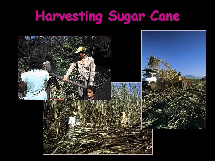 Harvesting Sugar Cane 