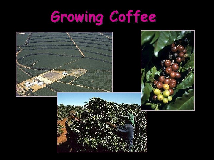 Growing Coffee 