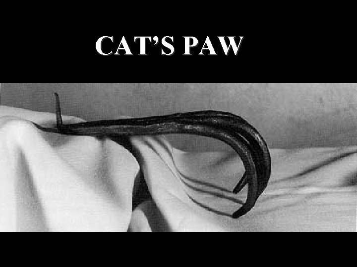 CAT’S PAW 