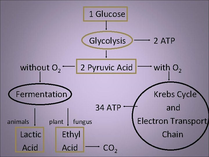 1 Glucose Glycolysis without O 2 2 Pyruvic Acid Fermentation 34 ATP animals Lactic