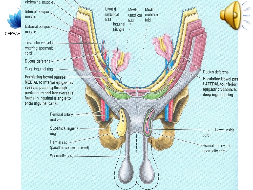 CERRAHİ OKULU 