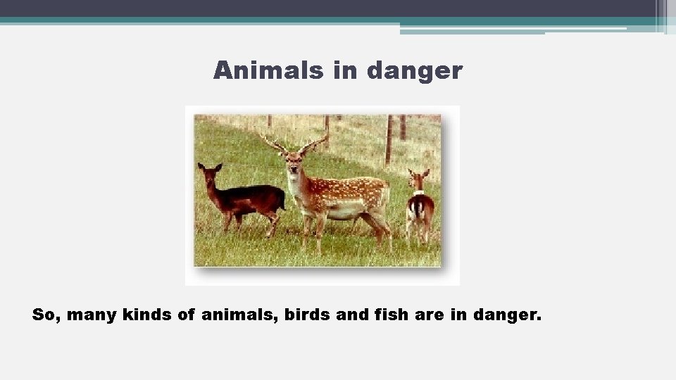Animals in danger So, many kinds of animals, birds and fish are in danger.