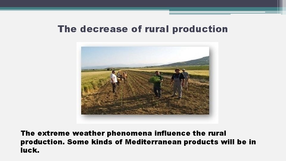 The decrease of rural production The extreme weather phenomena influence the rural production. Some