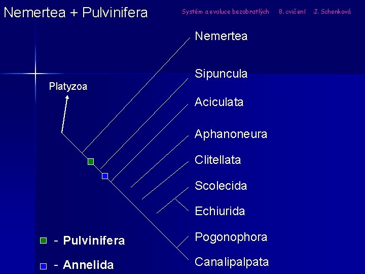 Nemertea + Pulvinifera Systém a evoluce bezobratlých Nemertea Sipuncula Platyzoa Aciculata Aphanoneura Clitellata Scolecida