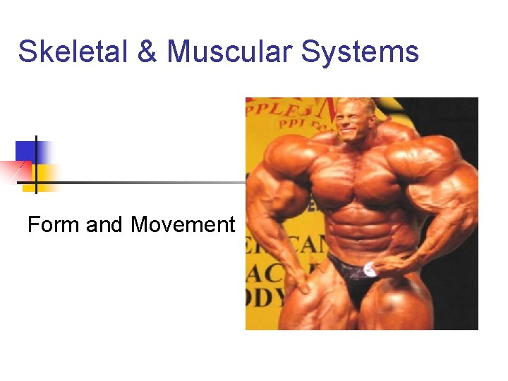 Skeletal & Muscular Systems Form and Movement Skeletal & Muscular Systems Form and Movement