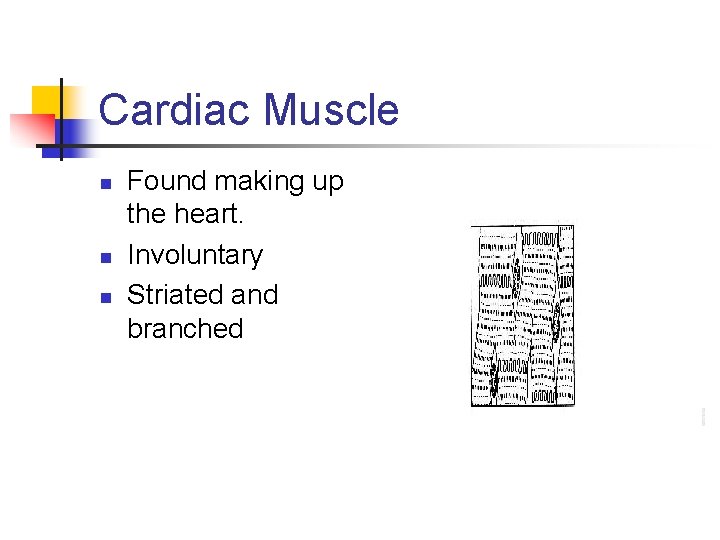 Cardiac Muscle n n n Found making up the heart. Involuntary Striated and branched Cardiac Muscle n n n Found making up the heart. Involuntary Striated and branched