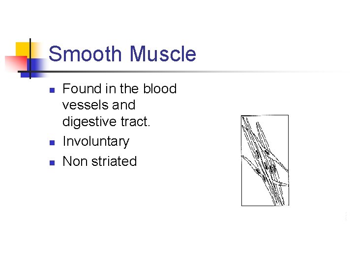 Smooth Muscle n n n Found in the blood vessels and digestive tract. Involuntary Smooth Muscle n n n Found in the blood vessels and digestive tract. Involuntary