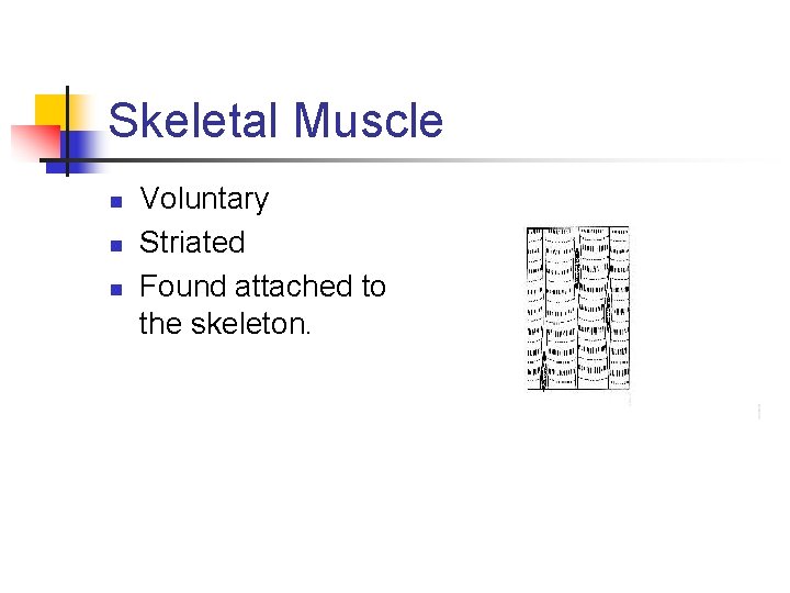Skeletal Muscle n n n Voluntary Striated Found attached to the skeleton. Skeletal Muscle n n n Voluntary Striated Found attached to the skeleton.