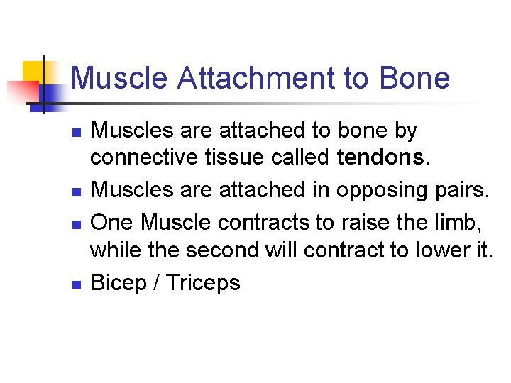 Muscle Attachment to Bone n n Muscles are attached to bone by connective tissue Muscle Attachment to Bone n n Muscles are attached to bone by connective tissue