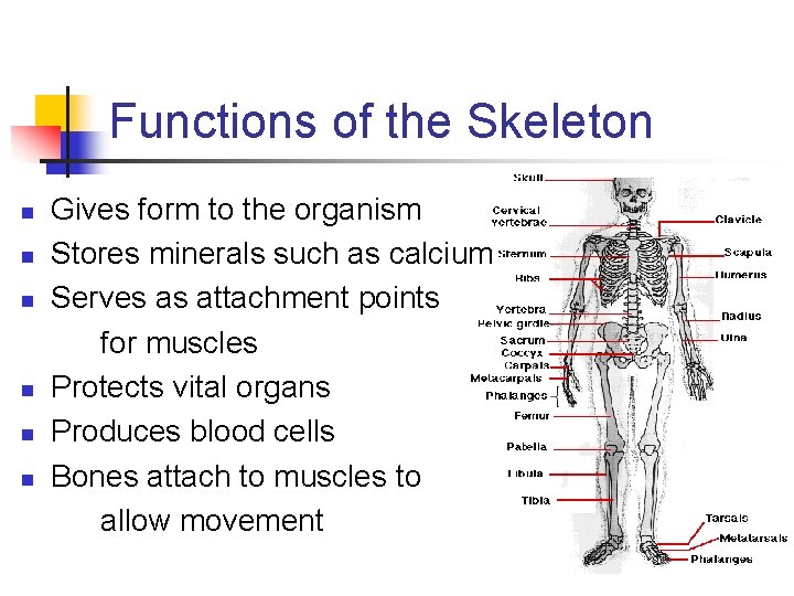 Functions of the Skeleton n n n Gives form to the organism Stores minerals Functions of the Skeleton n n n Gives form to the organism Stores minerals