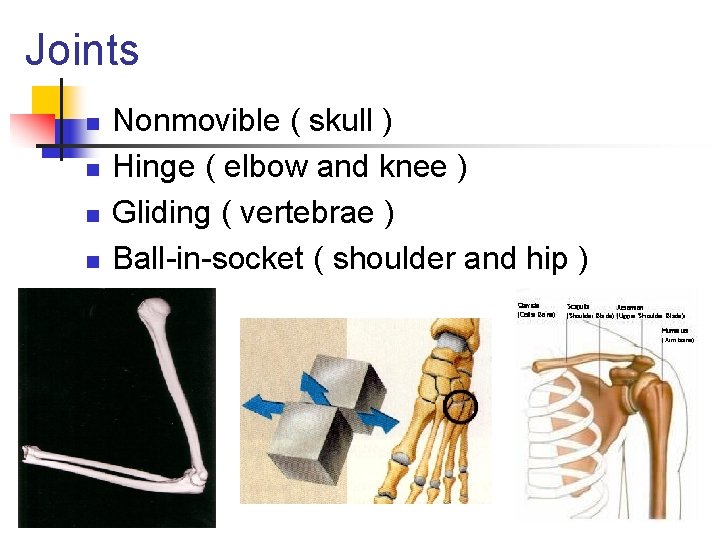 Joints n n Nonmovible ( skull ) Hinge ( elbow and knee ) Gliding Joints n n Nonmovible ( skull ) Hinge ( elbow and knee ) Gliding