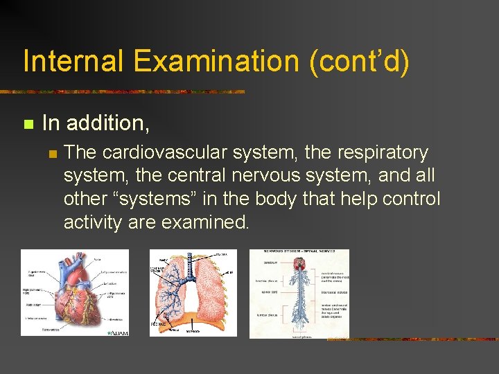 Internal Examination (cont’d) n In addition, n The cardiovascular system, the respiratory system, the