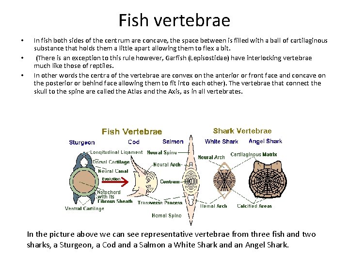 Fish vertebrae • • • In fish both sides of the centrum are concave,