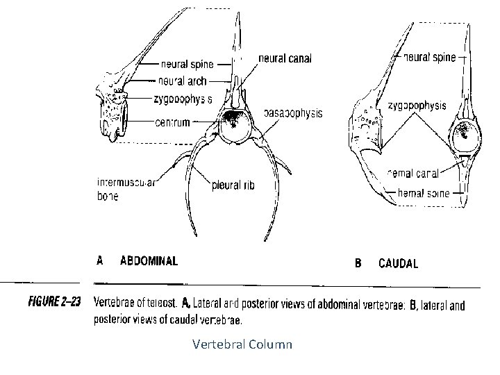 Vertebral Column 