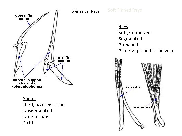 Spines vs. Rays Soft Finned Rays Soft, unpointed Segmented Branched Bilateral (lt. and rt.