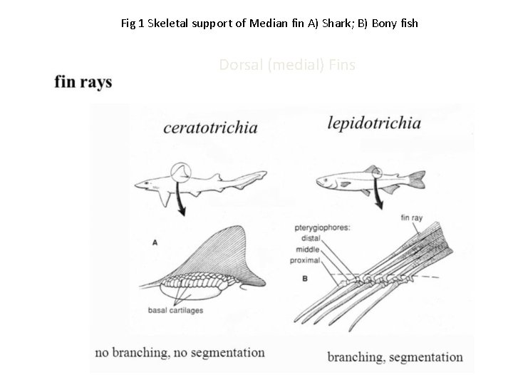 Fig 1 Skeletal support of Median fin A) Shark; B) Bony fish Dorsal (medial)