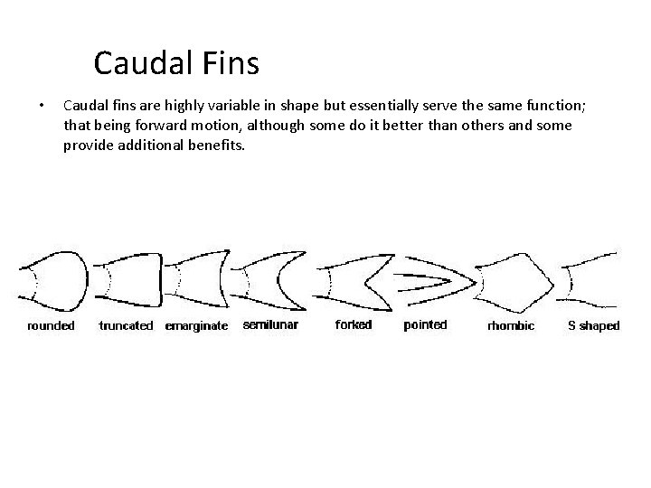 Caudal Fins • Caudal fins are highly variable in shape but essentially serve the