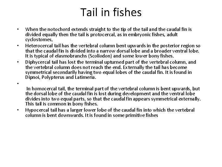 Tail in fishes • • • When the notochord extends straight to the tip