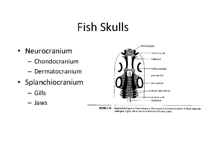 Fish Skulls • Neurocranium – Chondocranium – Dermatocranium • Splanchiocranium – Gills – Jaws