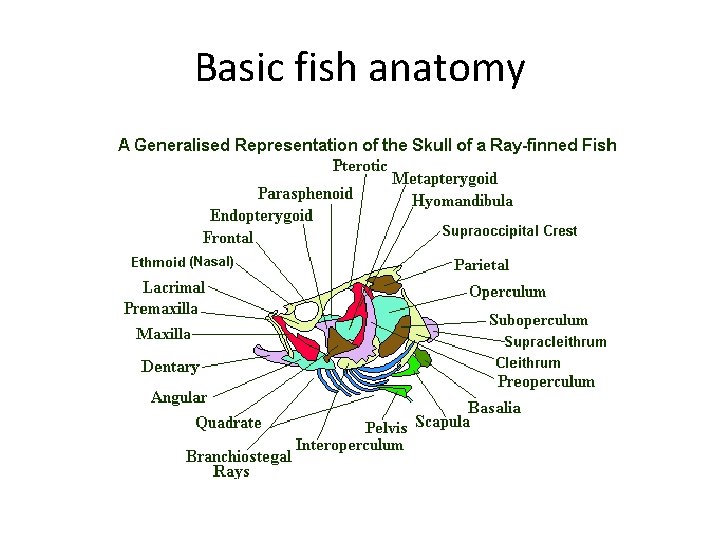 Basic fish anatomy 