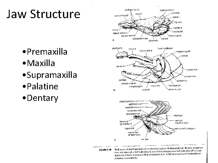 Jaw Structure • Premaxilla • Maxilla • Supramaxilla • Palatine • Dentary 