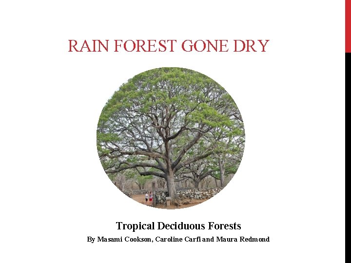 RAIN FOREST GONE DRY Tropical Deciduous Forests By Masami Cookson, Caroline Carfi and Maura