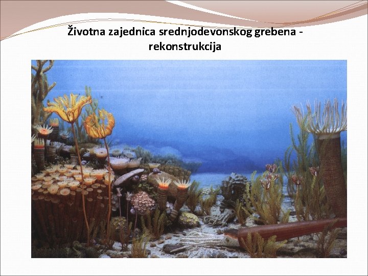 Životna zajednica srednjodevonskog grebena rekonstrukcija Životna zajednica srednjodevonskog grebena rekonstrukcija