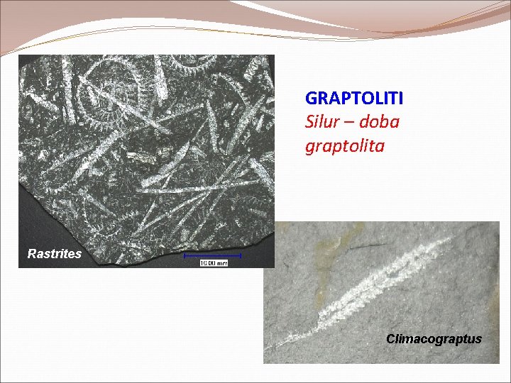 GRAPTOLITI Silur – doba graptolita Rastrites Climacograptus GRAPTOLITI Silur – doba graptolita Rastrites Climacograptus