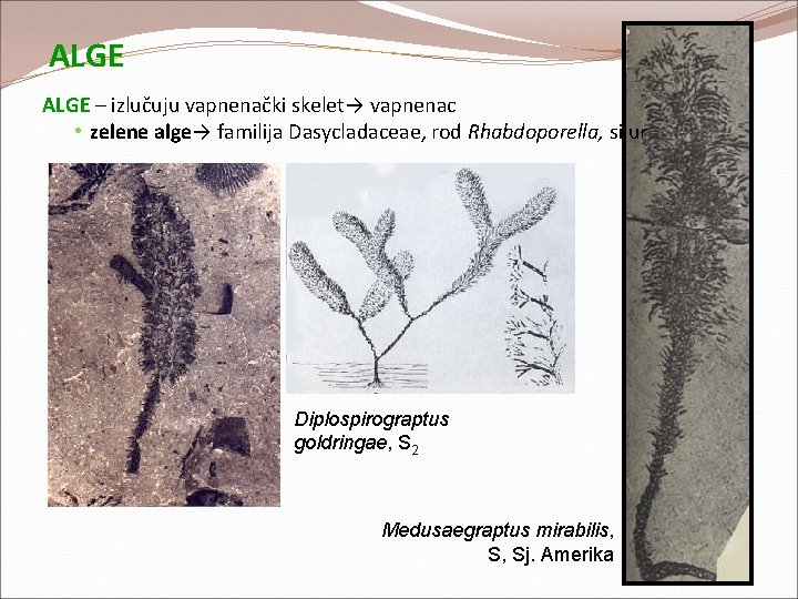 ALGE – izlučuju vapnenački skelet→ vapnenac • zelene alge→ familija Dasycladaceae, rod Rhabdoporella, silur ALGE – izlučuju vapnenački skelet→ vapnenac • zelene alge→ familija Dasycladaceae, rod Rhabdoporella, silur
