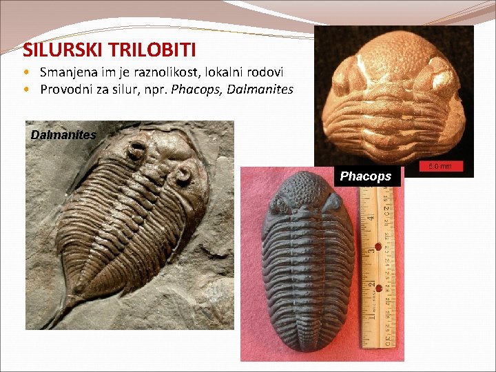 SILURSKI TRILOBITI • Smanjena im je raznolikost, lokalni rodovi • Provodni za silur, npr. SILURSKI TRILOBITI • Smanjena im je raznolikost, lokalni rodovi • Provodni za silur, npr.