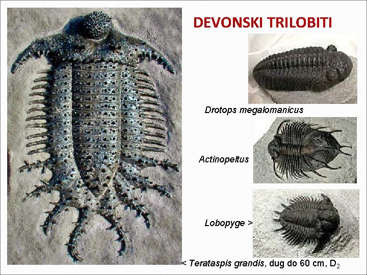 DEVONSKI TRILOBITI Drotops megalomanicus Actinopeltus Lobopyge > < Terataspis grandis, dug do 60 cm, DEVONSKI TRILOBITI Drotops megalomanicus Actinopeltus Lobopyge > < Terataspis grandis, dug do 60 cm,