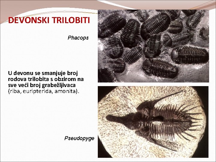 DEVONSKI TRILOBITI Phacops U devonu se smanjuje broj rodova trilobita s obzirom na sve DEVONSKI TRILOBITI Phacops U devonu se smanjuje broj rodova trilobita s obzirom na sve