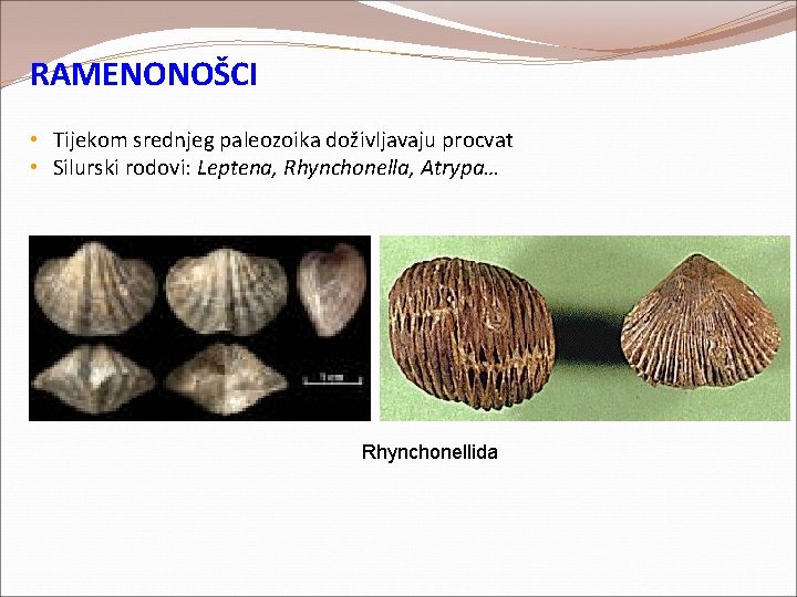 RAMENONOŠCI • Tijekom srednjeg paleozoika doživljavaju procvat • Silurski rodovi: Leptena, Rhynchonella, Atrypa… Rhynchonellida RAMENONOŠCI • Tijekom srednjeg paleozoika doživljavaju procvat • Silurski rodovi: Leptena, Rhynchonella, Atrypa… Rhynchonellida