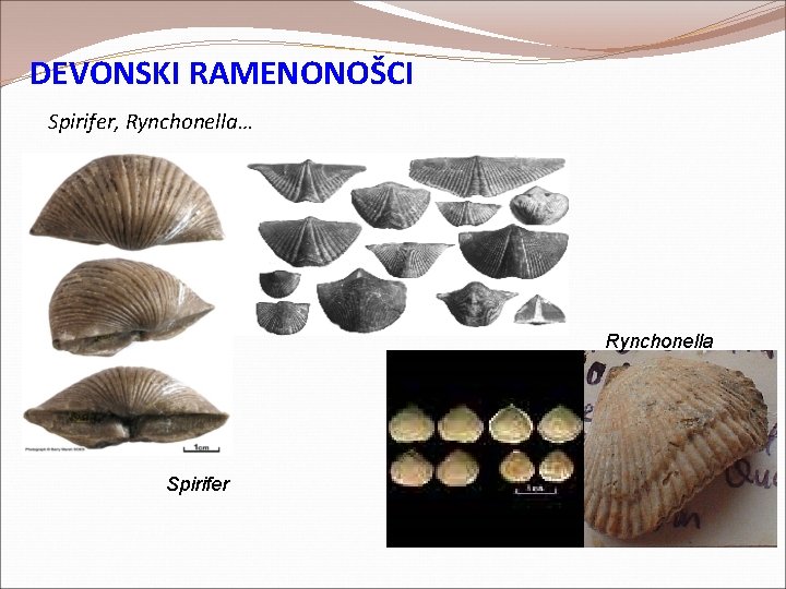 DEVONSKI RAMENONOŠCI Spirifer, Rynchonella… Rynchonella Spirifer DEVONSKI RAMENONOŠCI Spirifer, Rynchonella… Rynchonella Spirifer
