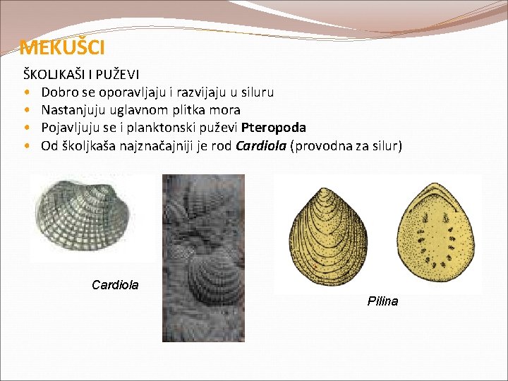 MEKUŠCI ŠKOLJKAŠI I PUŽEVI • Dobro se oporavljaju i razvijaju u siluru • Nastanjuju MEKUŠCI ŠKOLJKAŠI I PUŽEVI • Dobro se oporavljaju i razvijaju u siluru • Nastanjuju