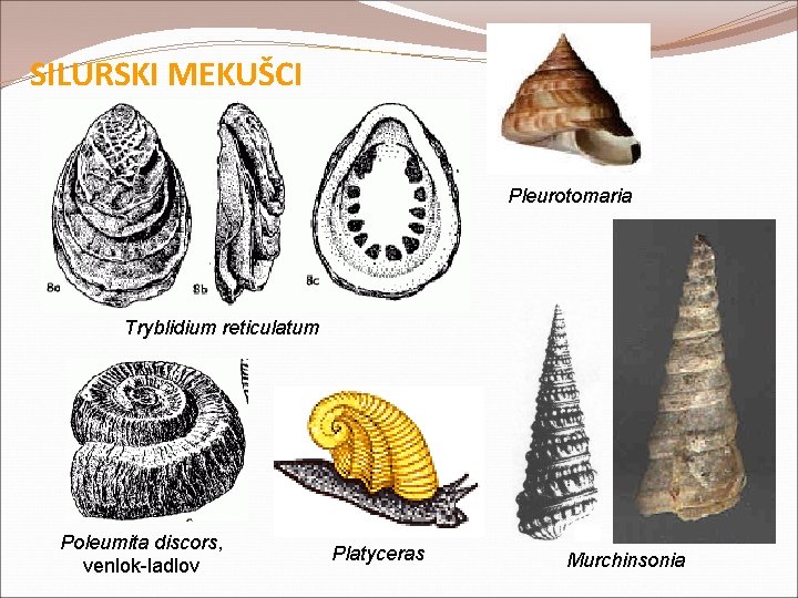 SILURSKI MEKUŠCI Pleurotomaria Tryblidium reticulatum Poleumita discors, venlok-ladlov Platyceras Murchinsonia SILURSKI MEKUŠCI Pleurotomaria Tryblidium reticulatum Poleumita discors, venlok-ladlov Platyceras Murchinsonia