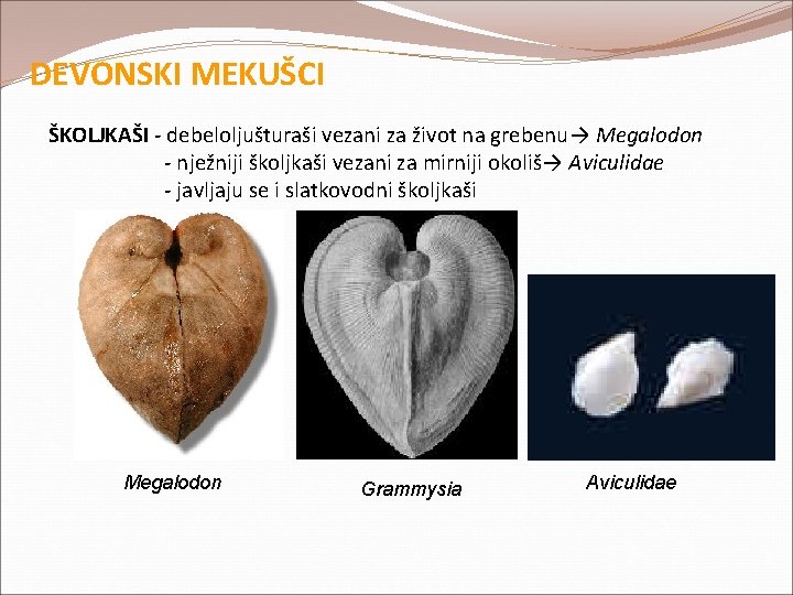 DEVONSKI MEKUŠCI ŠKOLJKAŠI - debeloljušturaši vezani za život na grebenu→ Megalodon - nježniji školjkaši DEVONSKI MEKUŠCI ŠKOLJKAŠI - debeloljušturaši vezani za život na grebenu→ Megalodon - nježniji školjkaši