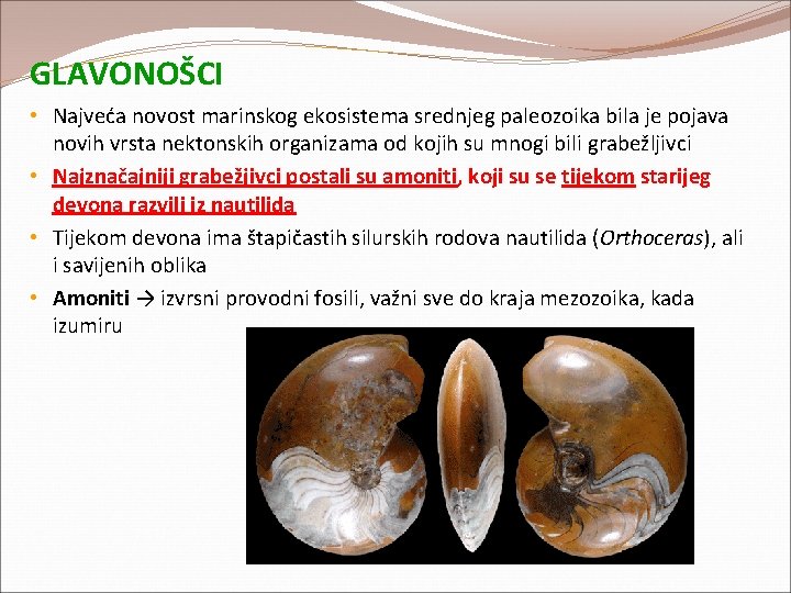 GLAVONOŠCI • Najveća novost marinskog ekosistema srednjeg paleozoika bila je pojava novih vrsta nektonskih GLAVONOŠCI • Najveća novost marinskog ekosistema srednjeg paleozoika bila je pojava novih vrsta nektonskih
