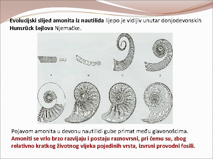 Evolucijski slijed amonita iz nautilida lijepo je vidljiv unutar donjodevonskih Hunsrück šejlova Njemačke. Pojavom Evolucijski slijed amonita iz nautilida lijepo je vidljiv unutar donjodevonskih Hunsrück šejlova Njemačke. Pojavom