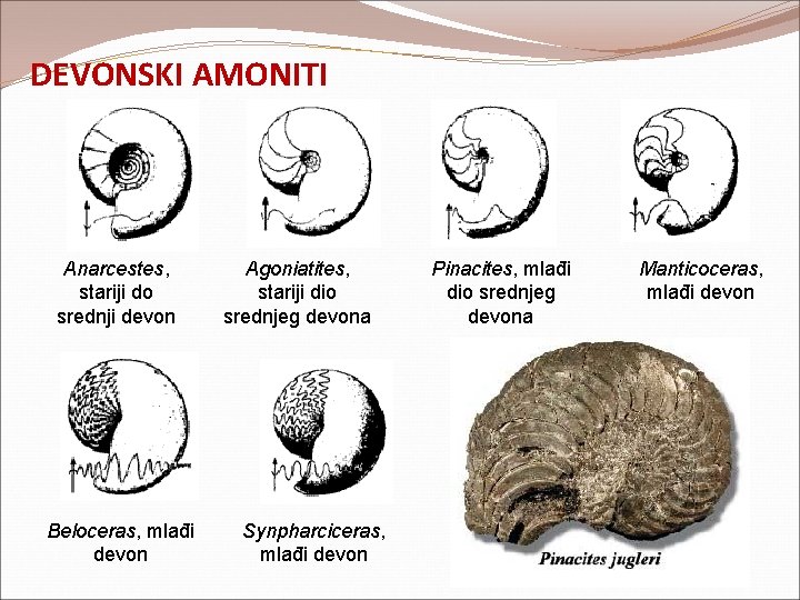 DEVONSKI AMONITI Anarcestes, stariji do srednji devon Beloceras, mlađi devon Agoniatites, stariji dio srednjeg DEVONSKI AMONITI Anarcestes, stariji do srednji devon Beloceras, mlađi devon Agoniatites, stariji dio srednjeg
