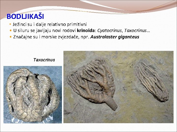 BODLJIKAŠI • Ježinci su i dalje relativno primitivni • U siluru se javljaju novi BODLJIKAŠI • Ježinci su i dalje relativno primitivni • U siluru se javljaju novi