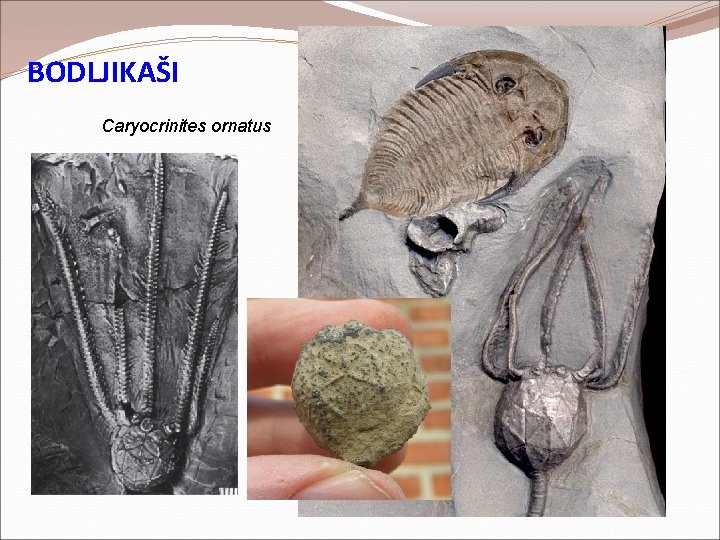 BODLJIKAŠI Caryocrinites ornatus BODLJIKAŠI Caryocrinites ornatus