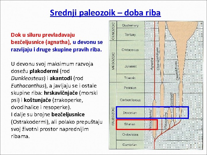 Srednji paleozoik – doba riba Dok u siluru prevladavaju bezčeljusnice (agnatha), u devonu se Srednji paleozoik – doba riba Dok u siluru prevladavaju bezčeljusnice (agnatha), u devonu se