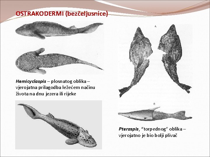 OSTRAKODERMI (bezčeljusnice) Hemicyclaspis – plosnatog oblika – vjerojatna prilagodba ležećem načinu života na dnu OSTRAKODERMI (bezčeljusnice) Hemicyclaspis – plosnatog oblika – vjerojatna prilagodba ležećem načinu života na dnu