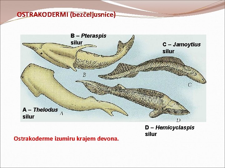 OSTRAKODERMI (bezčeljusnice) B – Pteraspis silur C – Jamoytius silur A – Thelodus silur OSTRAKODERMI (bezčeljusnice) B – Pteraspis silur C – Jamoytius silur A – Thelodus silur
