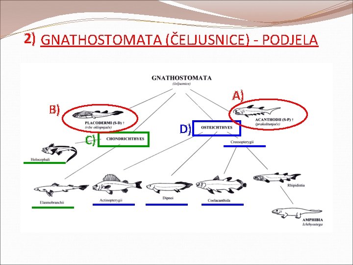2) GNATHOSTOMATA (ČELJUSNICE) - PODJELA A) B) C) D) 2) GNATHOSTOMATA (ČELJUSNICE) - PODJELA A) B) C) D)