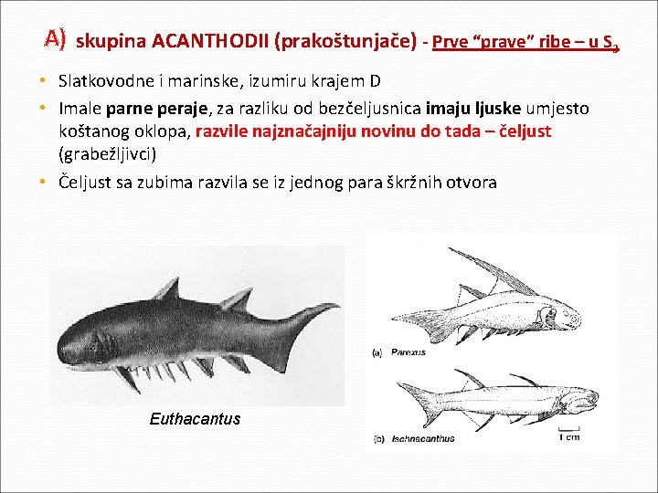 A) skupina ACANTHODII (prakoštunjače) - Prve “prave” ribe – u S 3 • Slatkovodne A) skupina ACANTHODII (prakoštunjače) - Prve “prave” ribe – u S 3 • Slatkovodne